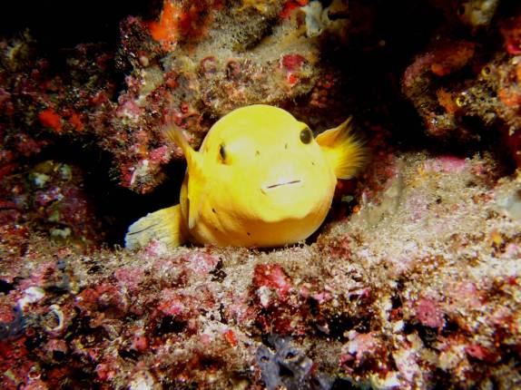 Baiacu em mergulho em Wolf, em Galápagos (foto de Hnning Abheiden)